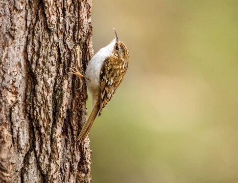Close up of a tree creeper bird on the trunk of a tree in the forest