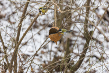 Two Great Tits at Coconut Bird Feeder in Winter Garden © Roman Bjuty