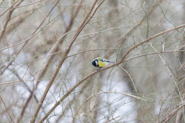 Great Tit Perched on a Branch in Winter Forest