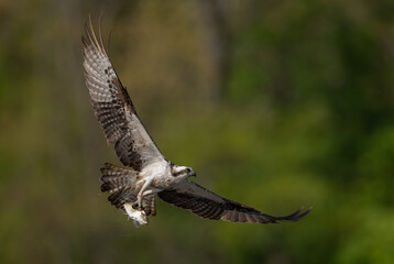 Obraz premium An osprey flying with a fish