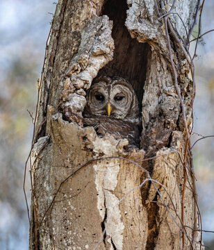 A nesting barred owl in a tree