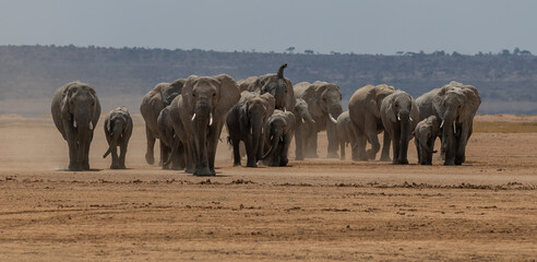 Obraz premium An elephant in Amboseli National Park, Africa 