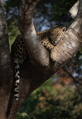 Naklejka premium A jaguar in the Pantanal, Brazil