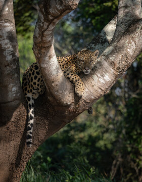 A jaguar in the Pantanal, Brazil