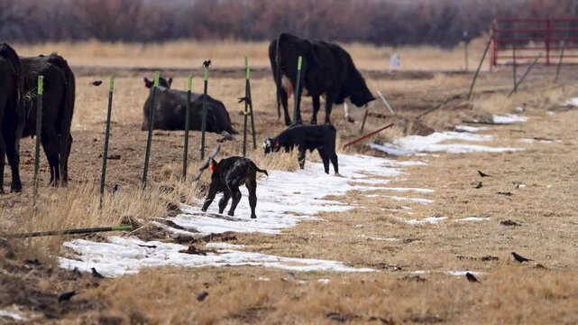 Cute baby calf running in slow motion through a field on the farm.