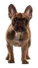 Obraz premium Adorable Brown French Bulldog Puppy Standing Isolated on White
