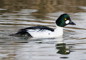 A gogol bird swims in the river in winter.