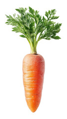 Fresh Carrot with Green Top - Isolated on White