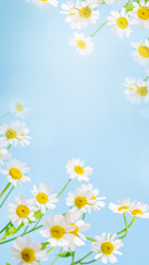 Obraz premium Fresh Daisies Under Bright Blue Sky
