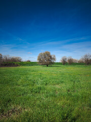 A budding tree stands in a vibrant green field