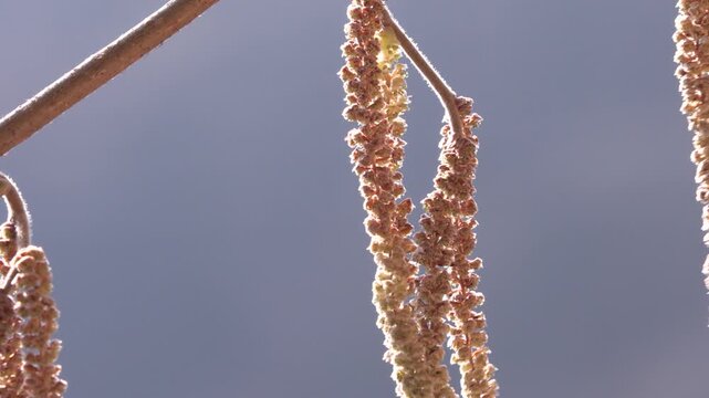 Il nocciolo (Corylus avellana) male flowe