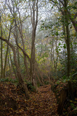 Fototapeta premium Forest trail - Ile-de-France - France