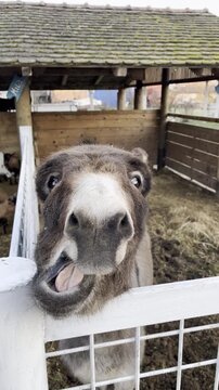 Close-up shot of a funny domestic donkey on a farm opening its mouth wide, showing big teeth and braying at the camera