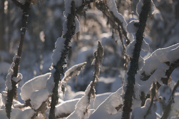 Snow covered tree branches in winter forest. Close up natural background with soft sunlight and shallow depth of field.