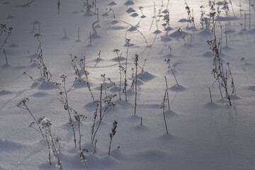 Dry grass stems sticking out of fresh snow in winter field. Minimal natural background with soft sunlight and cold seasonal atmosphere.
