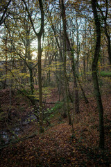 Obraz premium Forest trail - Ile-de-France - France