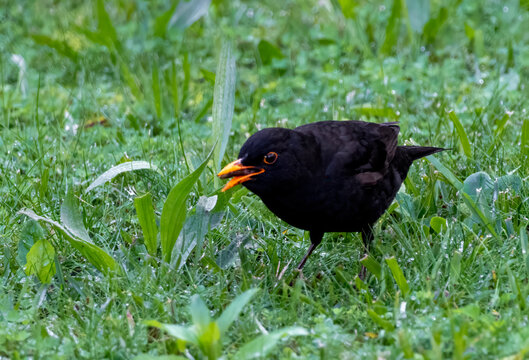 blackbird on grass