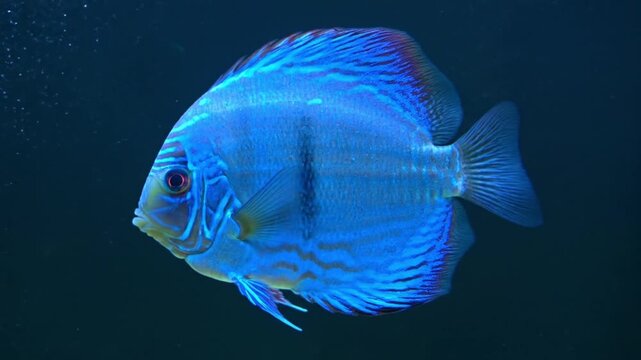 A vibrant blue discus fish gracefully swims in its aquatic habitat, showcasing stunning colors and intricate patterns beneath the calm surface, a beautiful freshwater species.