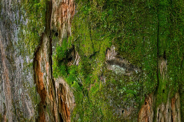 Beautiful green moss and lichen texture close up on tree bark, abstract nature background. Nature mossy surface of tree, macro shot. purity freshness nature. full frame. template for design
