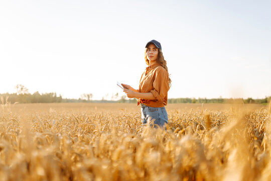A young farmer with a digital tablet works in a golden wheat field on a sunny day. Female agronomist checks quality of crop in field under sunset. Concept of agriculture, a bountiful harvest.
