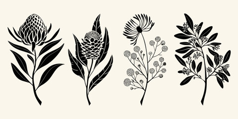 Elegant botanical illustration featuring diverse australian native wildflowers in black © Dilip