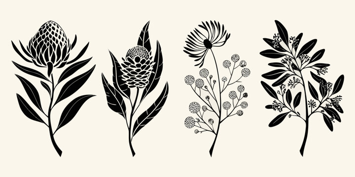 Elegant botanical illustration featuring diverse australian native wildflowers in black