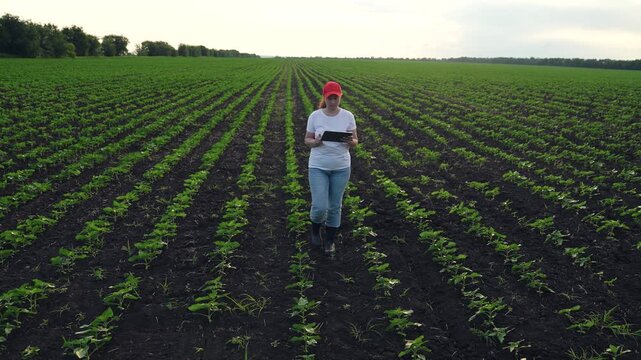 Agriculture, Young woman standing alone in farmland with green plants sunrise, Farming innovation as woman checks plants and soil on digital device, Field of seedlings stretches to horizon with woman