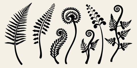 Botanical illustration of various fern fronds and spiraling plant forms © Buddiswar