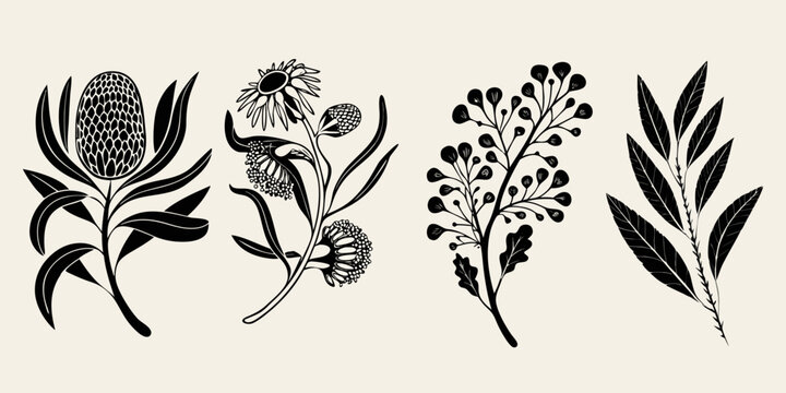 Elegant botanical illustration featuring various australian native plants