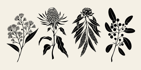 Elegant botanical illustration featuring various native australian floral specimens © SagoriRani
