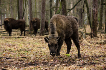 Rodzina żubrów w starym naturalnym lesie pośród powalonych drzew © kubikactive