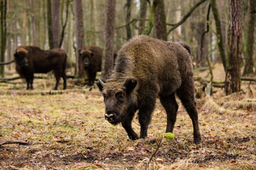 Rodzina żubrów w starym naturalnym lesie pośród powalonych drzew