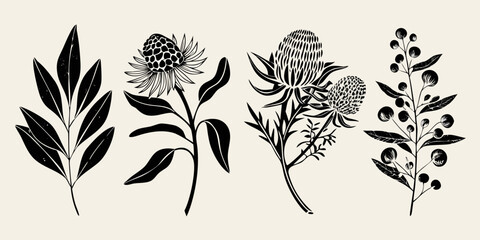 Botanical illustration of various australian native flowers and foliage © Shabita