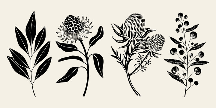 Botanical illustration of various australian native flowers and foliage