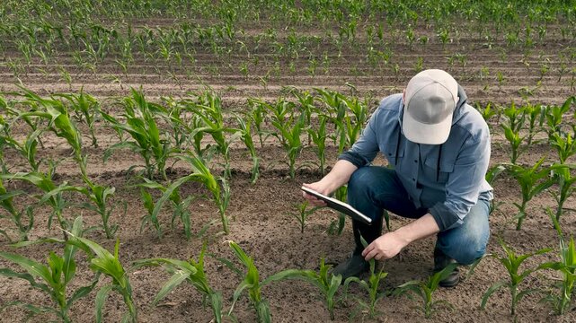 agriculture, farmer working corn field digital tablet, Field work upgraded with tablets, Farmer tracking corn development, Data analysis in agriculture, Checking irrigation needs digitally, Digital