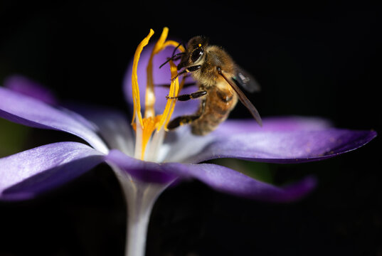 A honeybee searches for food in the pollen of a crocus.