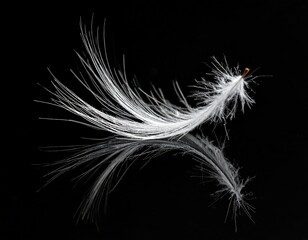 Delicate white feather mirrored on glossy black surface, light and airy