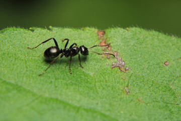 Black carpenter ant macro photo	