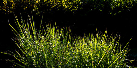 grass in the wind © waechter-media.de