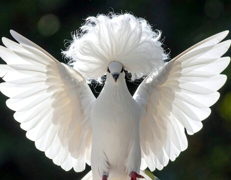 White fantail pigeon spreads wings, striking pose. Unique feathery crown