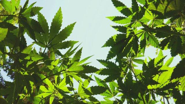 Distinct marijuana leafs that identify these outdoor plants as cannabis.
