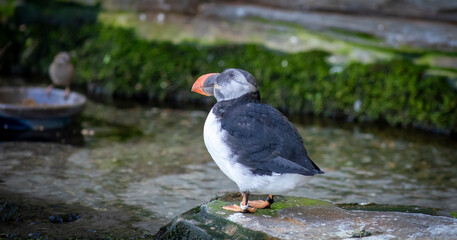 Obraz premium Puffin at the zoo