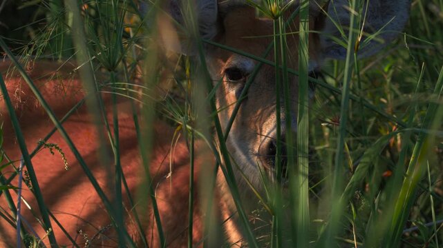 Marsh Deer (Blastocerus dichotomus) feeding in wetland swamp at golden hour, South American wildlife