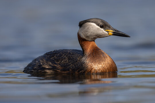 Red-necked grebe (Podiceps grisegena)