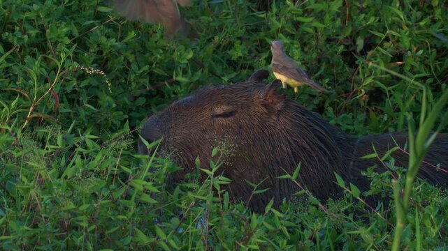 Capybara (Hydrochoerus hydrochaeris) standing in wetland with two birds on its head, wildlife symbiosis scene