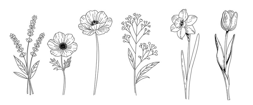 Set of wild spring meadow flowers. Vector linear illustration in black ink on white background.