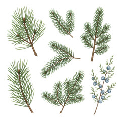 Watercolor illustration of pine, fir, and juniper branches with blue berries, isolated on a transparent background in a flat lay arrangement. Festive winter holiday concept