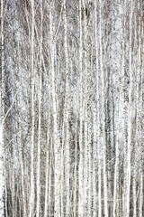 Obraz premium birch trees