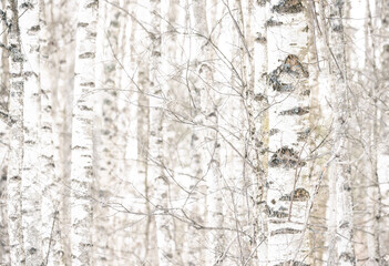 Obraz premium birch tree