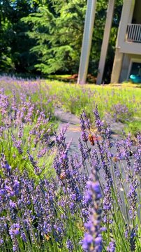 Lavender field rows in front of house garden during summer. Landscape view of blooming purple lavender plants with a building and trees in the background.